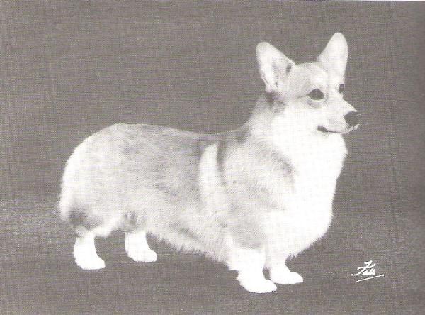 Ch. Pemland Magnus